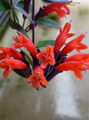 Lipstick Plant